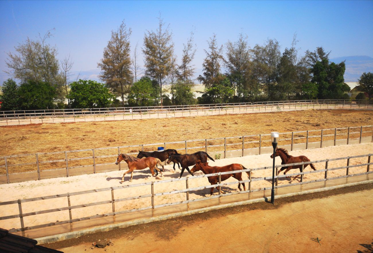 Horse Riding at Fazlani