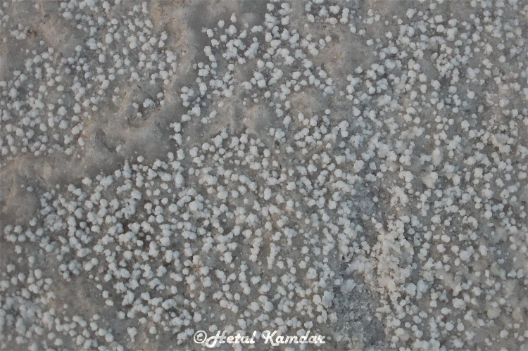 white salt pan, rann of kutch. close up view of salt crystlas at White Rann